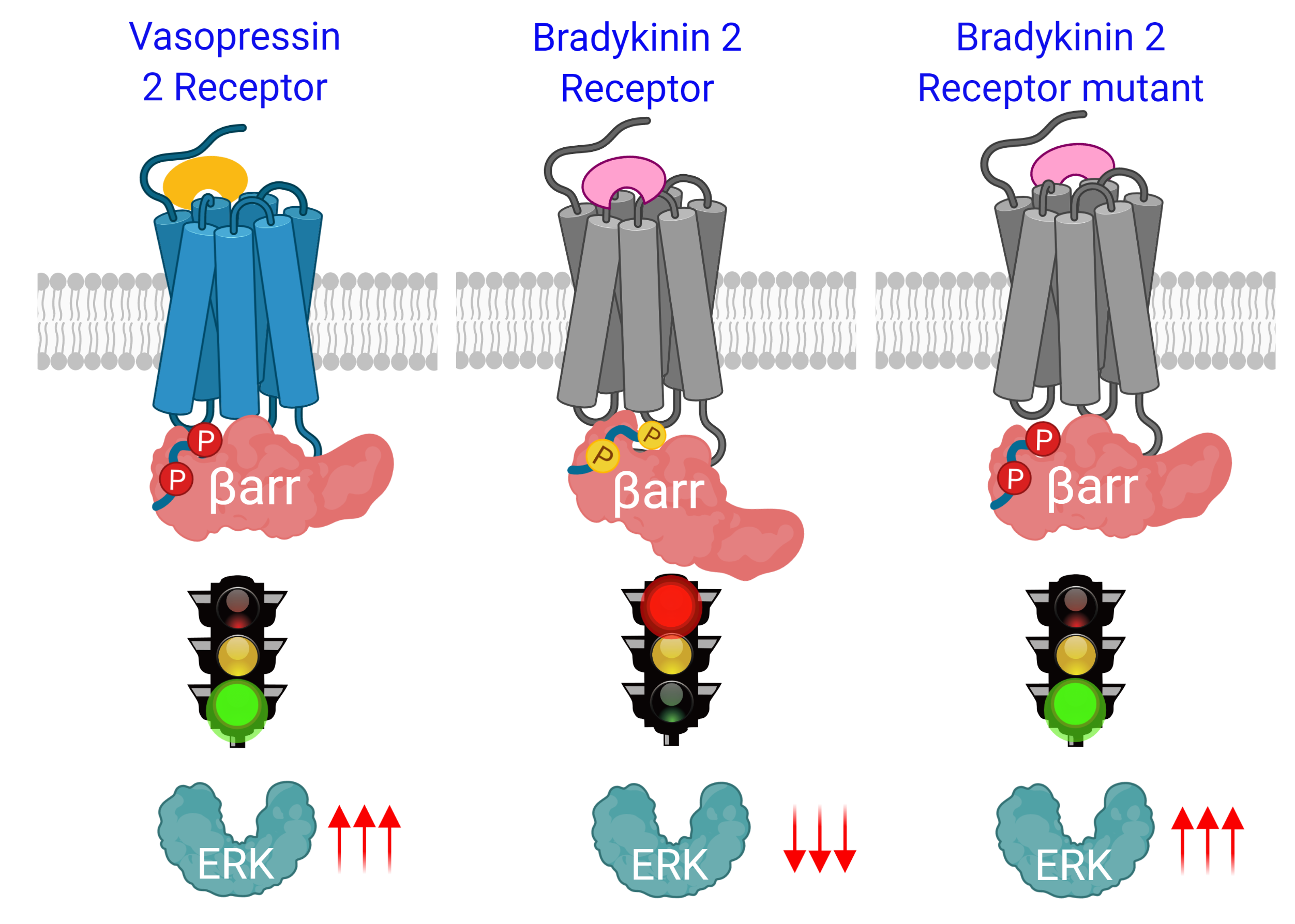 Ijms Free Fulltext Involvement Of Bradykinin B2