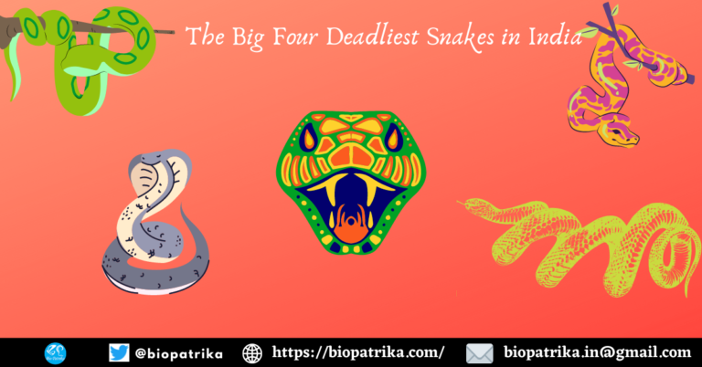The Big Four Deadliest Snakes in India