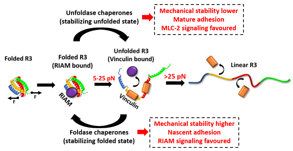 Chaperones role in protein mechanical switching Biopatrika