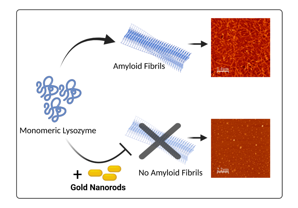 Hitting The Bull’s Eye Nanorods as Protein Aggregation Inhibitors