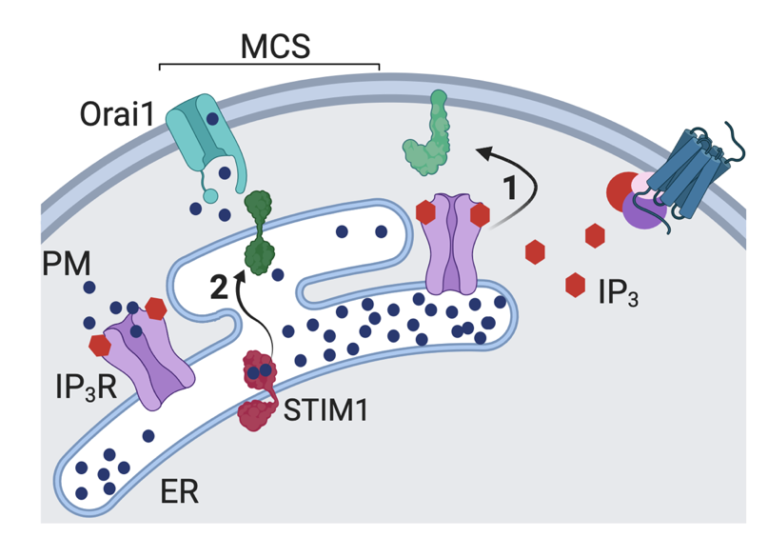 SOCE is activated by the opening of IP3Rs when they bind IP3, causing STIM to reach across a narrow gap between the ER and PM at an MCS to interact with PIP2 and Orai1 in the PM (2). The binding of STIM1 to Orai1 causes pore opening, and SOCE then occurs through the open Orai1 channel. We show that IP3Rs when they bind IP3 also facilitate interactions between Orai1 and STIM, perhaps by stabilizing the MCS (1). Receptors that stimulate IP3 formation thereby promote both activation of STIM (by emptying Ca2+ stores) and independently promote interaction of active STIM1 with Orai1.