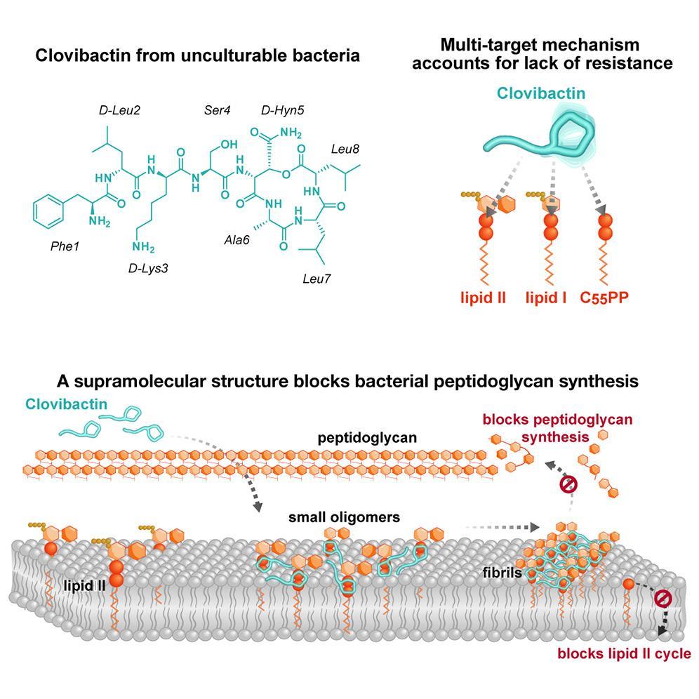 New Antibiotic: Superbug Fighter Found | BioPatrika