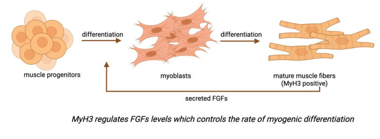 Figure: MyH3: A key player in skeletal muscle development