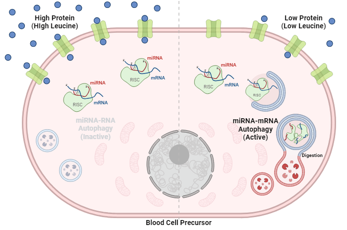 Protein-Packed Menu for Blood Cells, Spiced with microRNAs