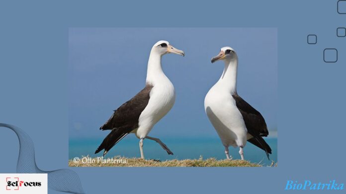 World’s Oldest Wild Bird Lays Egg at 74