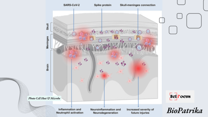 Persistence of Spike Protein in Brain Borders May Drive COVID-19 Neurological Symptoms