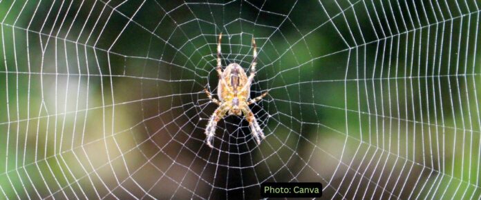 Spider Venom Peptide Offers Hope in Antibiotic Resistance Battle