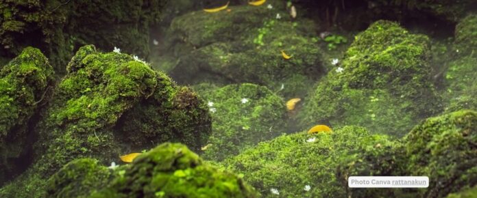 Discovery of a Nitrogen-Fixing Organelle in Marine Algae: The Nitroplast