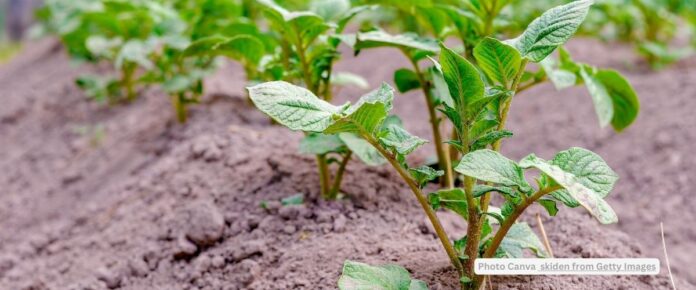 Unlocking the Chemistry of Plant Defense | GAME15