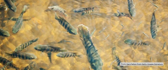 Freshwater Crisis: One-Quarter of Species Face Extinction Threat