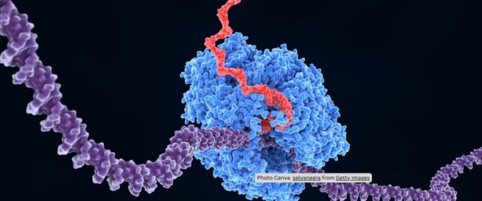 Structural landscape of Microprocessor-mediated processing of pri-let-7 miRNAs
