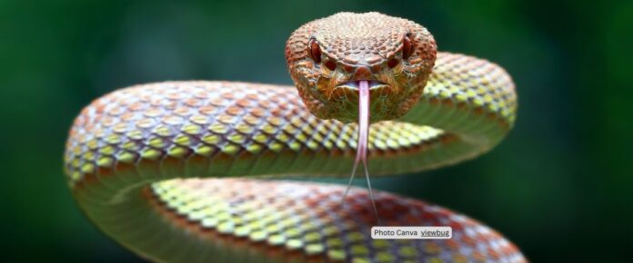 Breakthrough in Snakebite Treatment