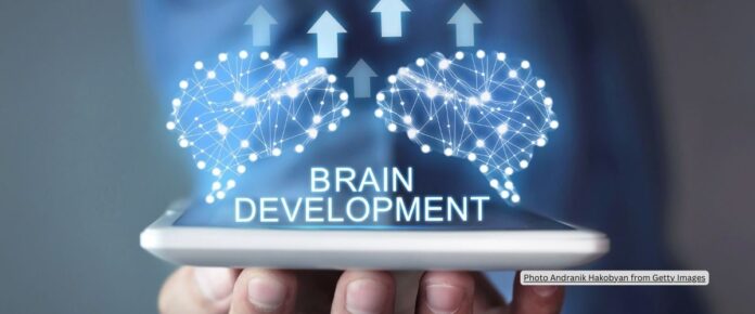Investigating the key players regulating the forebrain development