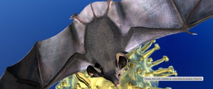 Bat viral RHIMs: Viral mimicry gone rogue