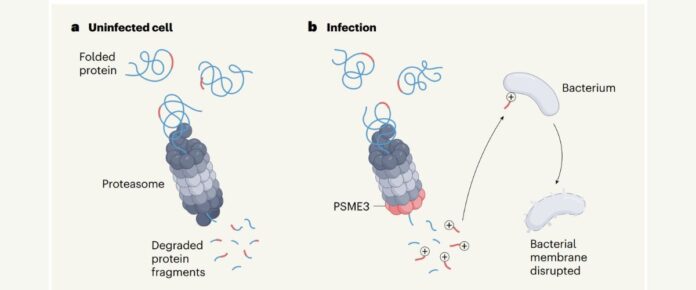 Proteasomes: The Hidden Warriors of Innate Immunity