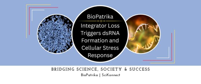 Integrator Loss Triggers dsRNA Formation and Cellular Stress Response