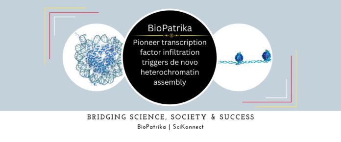 Pioneer transcription factor infiltration triggers de novo heterochromatin assembly