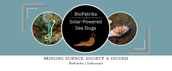 Solar-Powered Sea Slugs