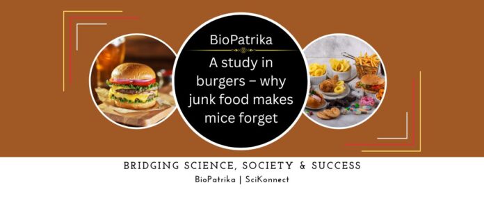 A study in burgers – why junk food makes mice forget