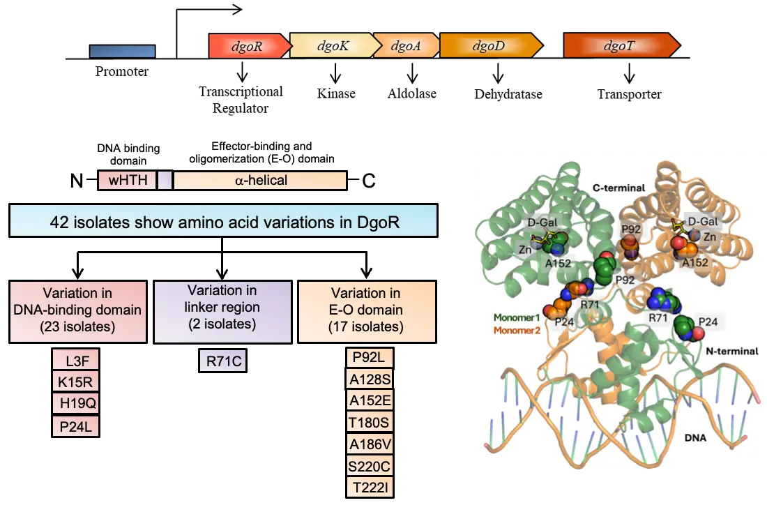 Decoding the impact of genetic variations in DgoR on D-galactonate metabolism