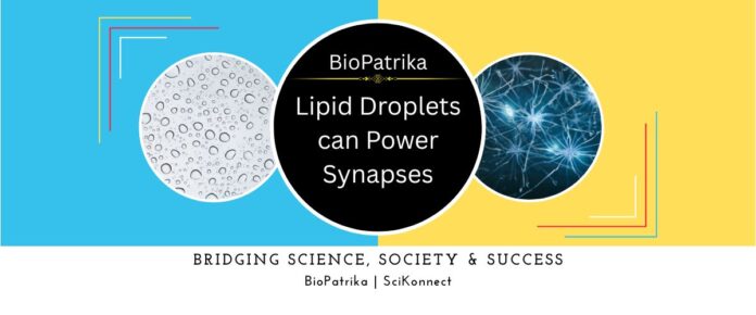 Lipid Droplets can Power Synapses
