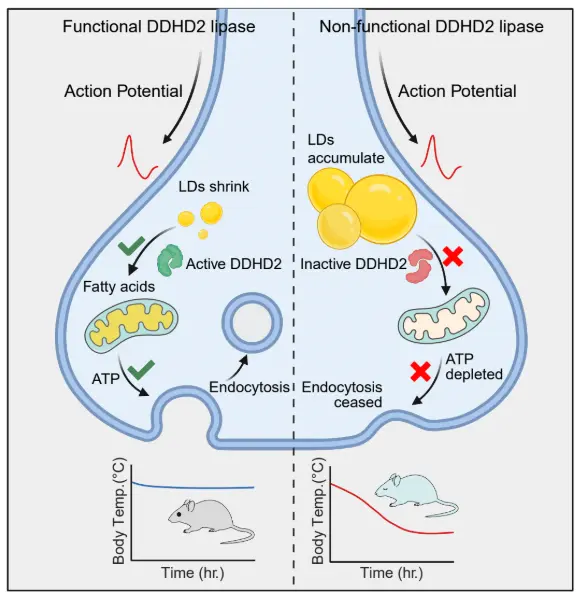 Lipid Droplets can Power Synapses Figure