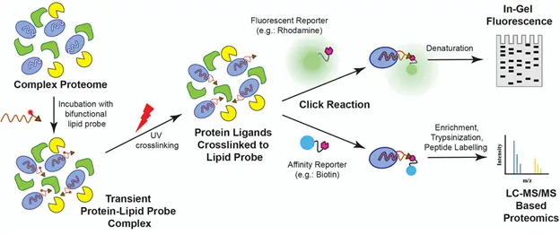 Mapping the protein interactome of monoacylglycerol lipids via chemoproteomics