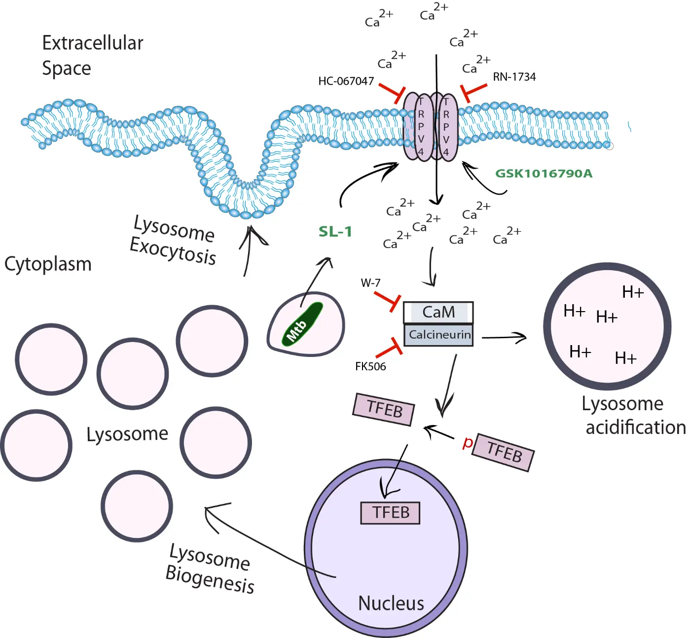 SL-1–TRPV4–TFEB axis regulates lysosomal expansion during Mtb infection