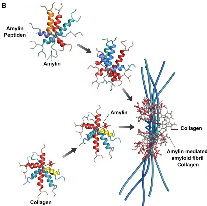 Sticking to Trouble Tissue Scaffolds Accelerate Amyloidogenesis and Disrupt Glucose Homeostasis 3