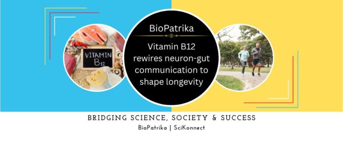 Vitamin B12 rewires neuron-gut communication to shape longevity