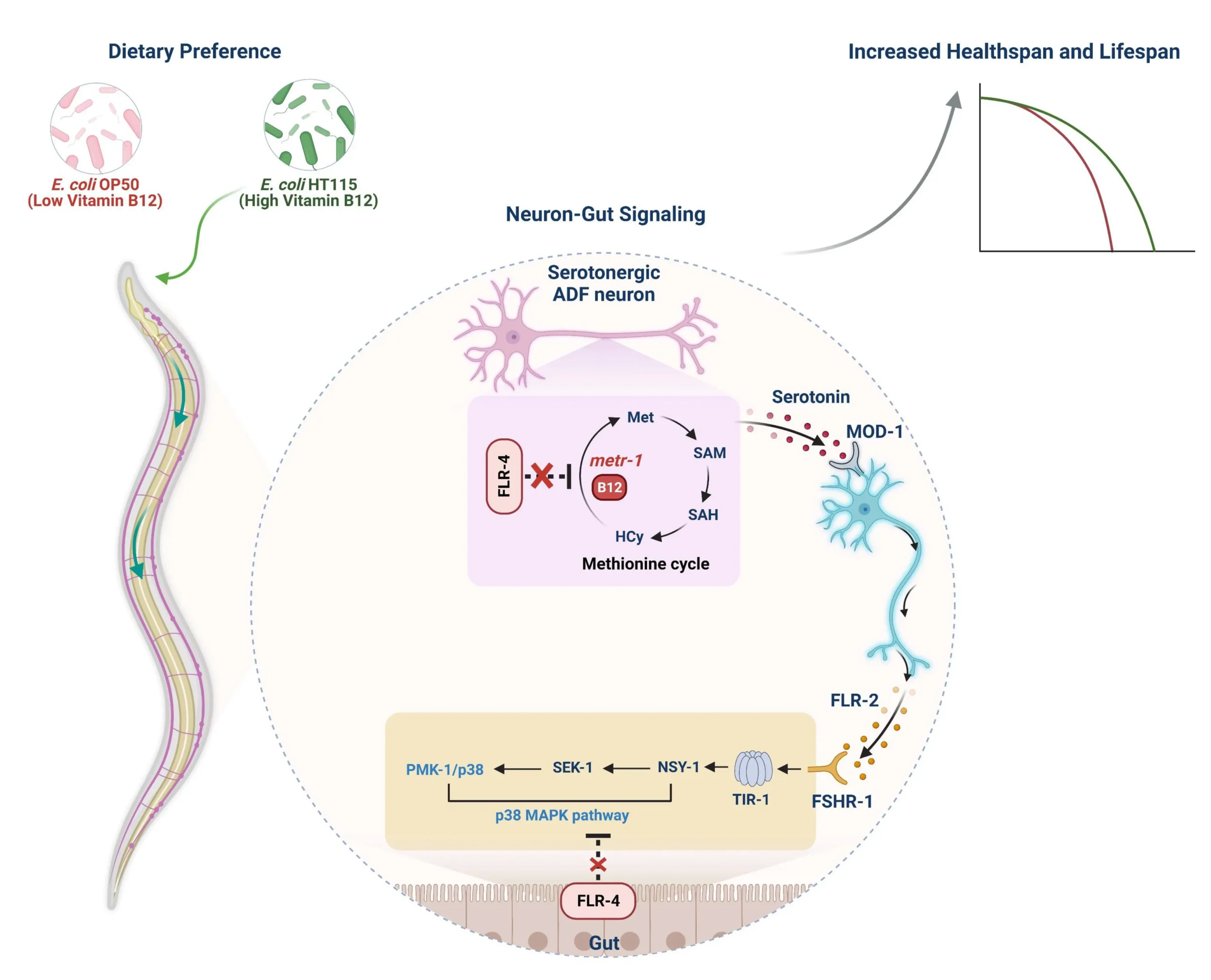 Vitamin B12 rewires neuron-gut communication to shape longevity