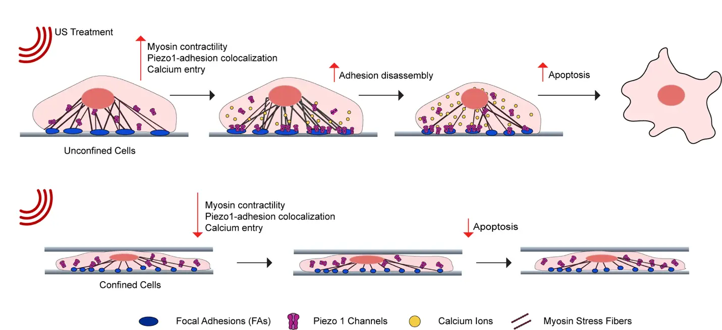 Can Cancer Cells Evade Death by Squeezing Through Tight Spaces