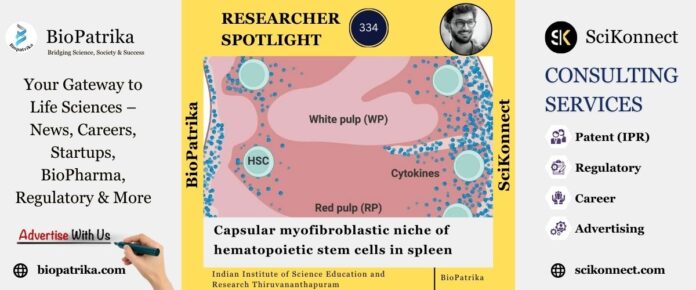 Capsular myofibroblastic niche of hematopoietic stem cells in spleen