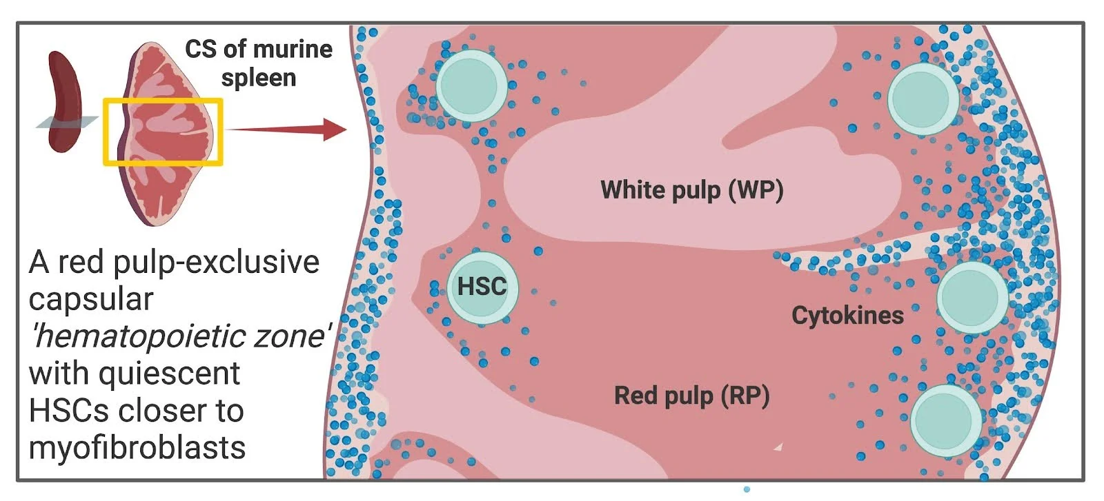 Capsular myofibroblastic niche of hematopoietic stem cells in spleen