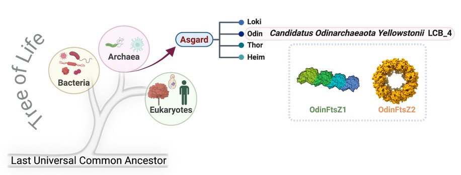 From Ancient Protein Filaments to the Cytoskeletons of the Modern Eukaryotic Cell