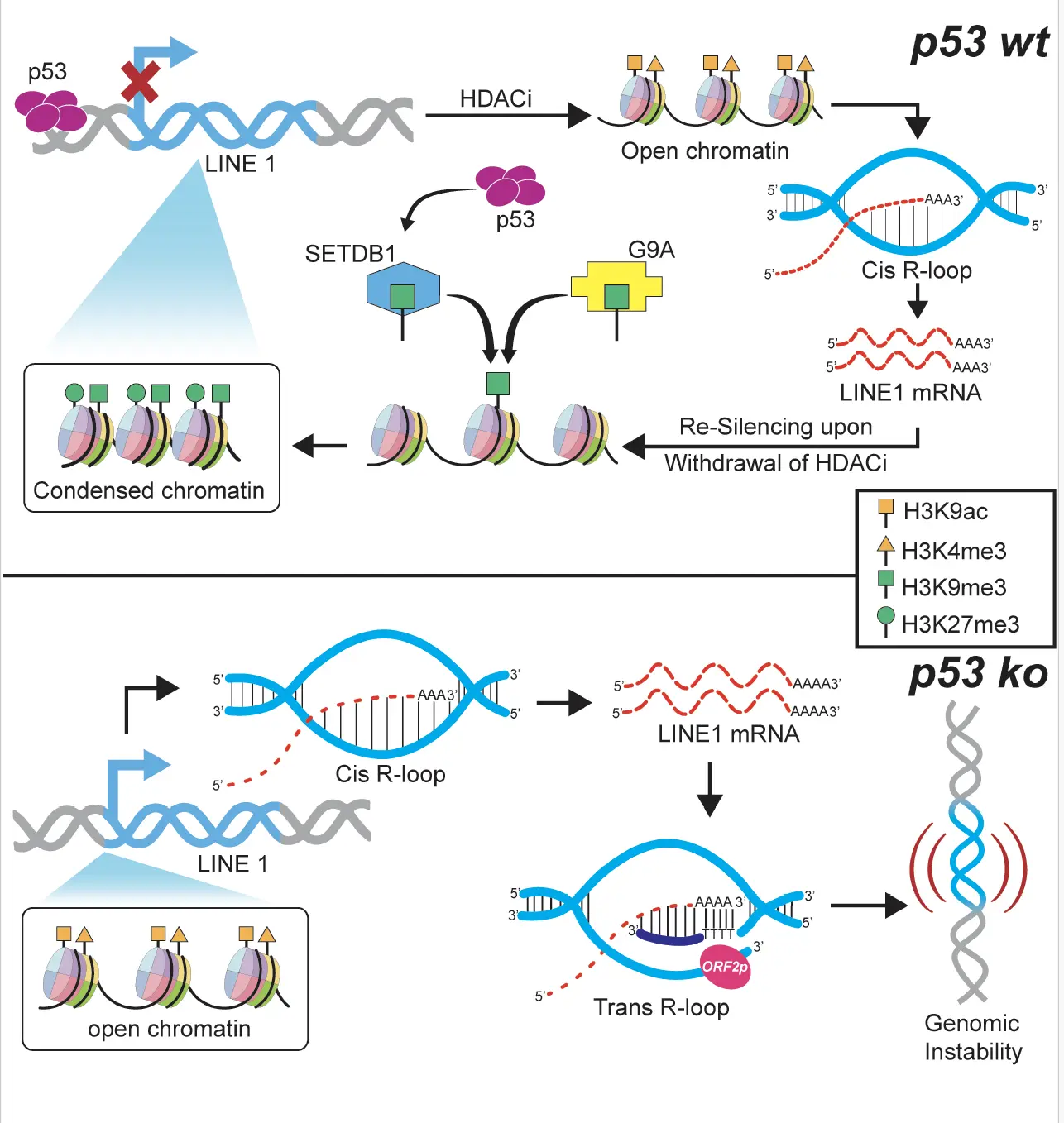 LINE-1 transposon derived R-loops hijack genome stability and drive cancer genome chaos