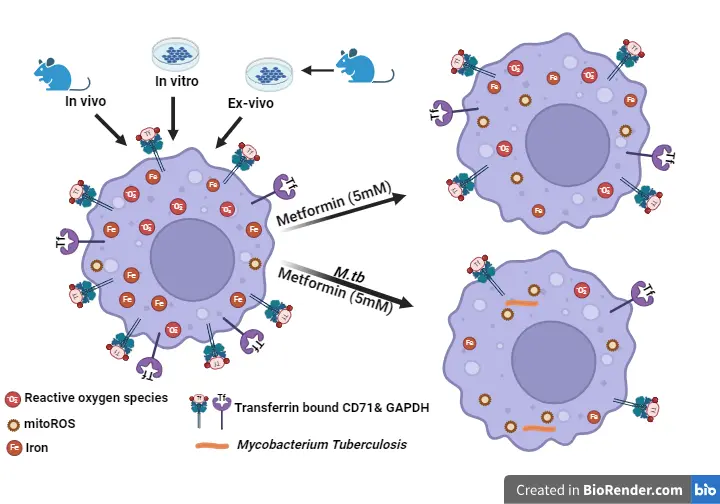 Metformin is a promising host-directed therapy for tuberculosis