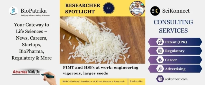 Researcher spotlight PIMT and HSFs at work engineering vigorous, larger seeds