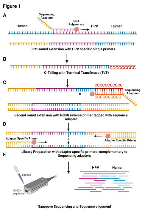 Targeted Nanopore Sequencing for HPV Integration in Cervical Cancer Figure