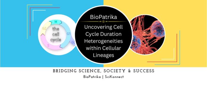 Uncovering Cell Cycle Duration Heterogeneities within Cellular Lineages
