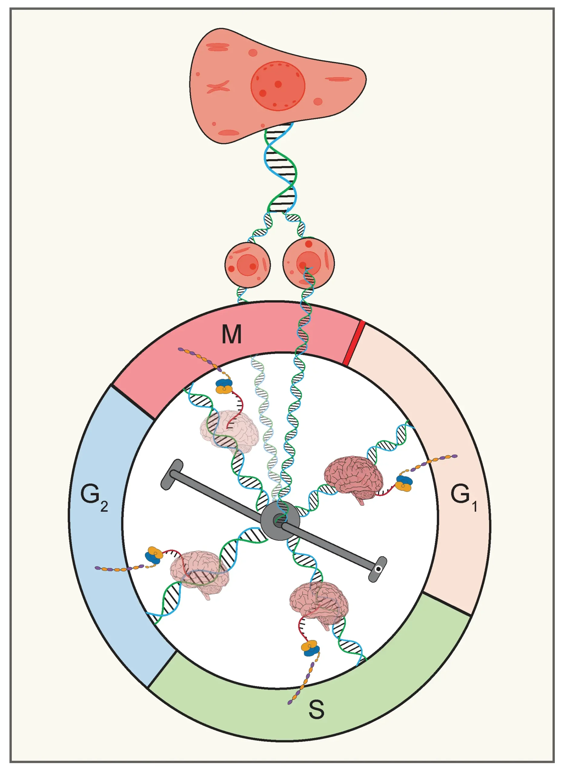 Uncovering Cell Cycle Duration Heterogeneities within Cellular Lineages