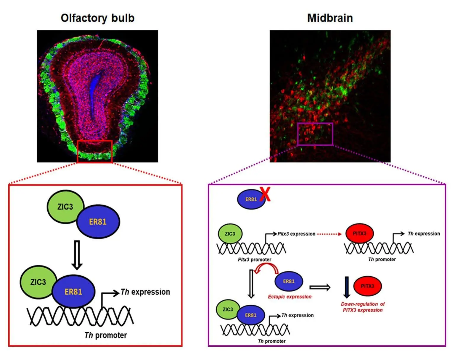 Unveiling dopaminergic neuron fate specification insight for Parkinson’s Disease
