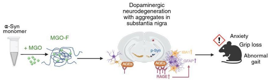 Exploring the role of glycated synuclein in Parkinson disease pathology