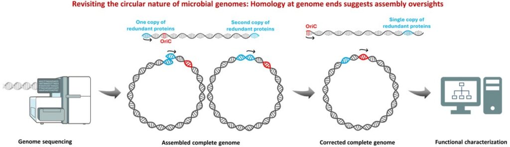 Genome size discrepancy to a curated genome and mapping its prophage zones