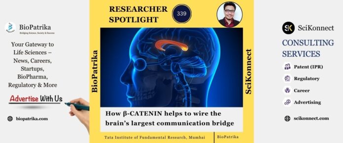 How β-CATENIN helps to wire the brain’s largest communication bridge