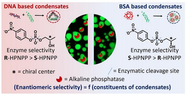 Inversion of Enzyme Selectivity via Biomolecular Condensates