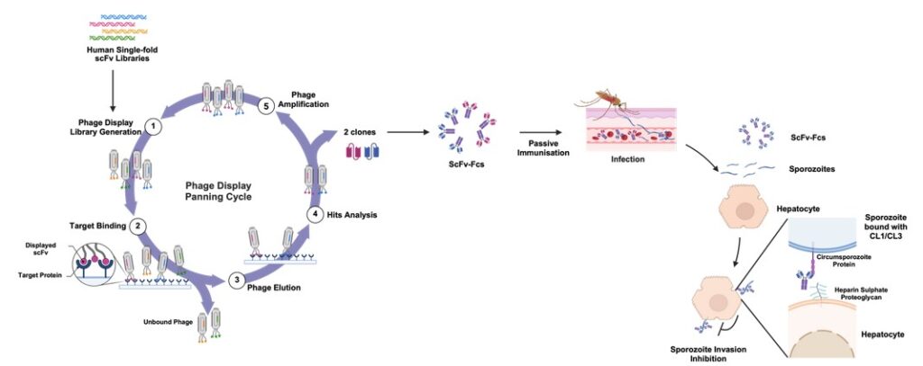 Single-chain antibody drugs as prophylactic therapy to prevent Plasmodium falciparum infection