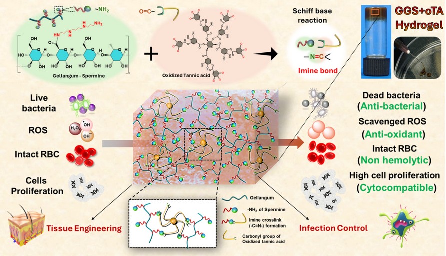 Chemically Engineered Multifunctional Hydrogel for Potential Use in Biomedical Applications 