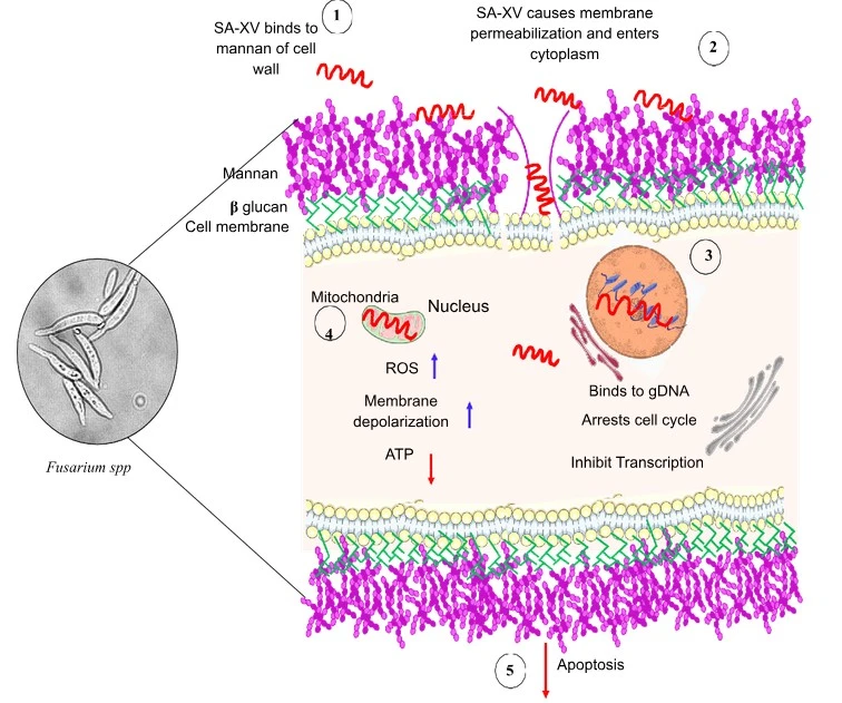 A Multifunctional Short Peptide Targeting Fungal Corneal Infections