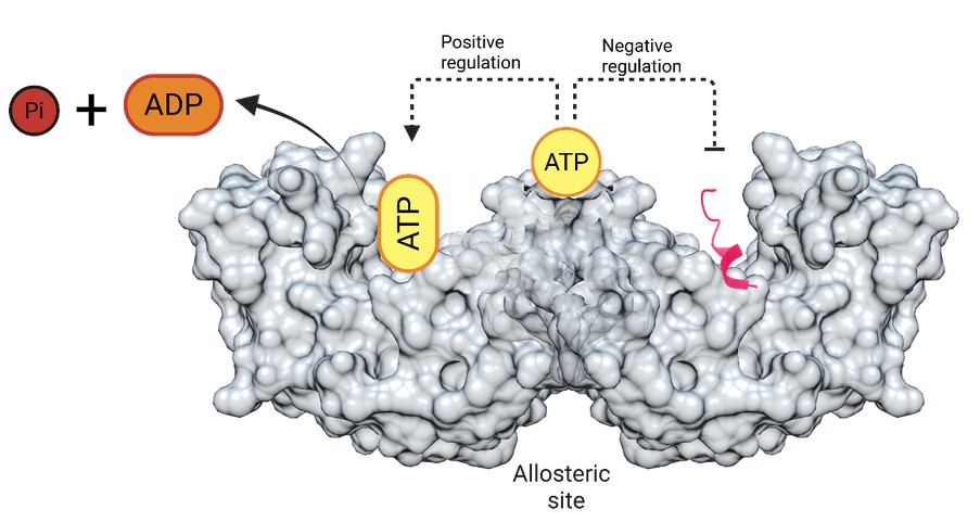 Decoding Allostery in 14-3-3 Insights on ATP’s Dual Regulatory Role